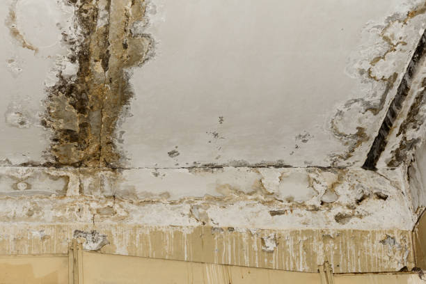 Best Indoor Air Quality Assessment  in South Sumter, SC