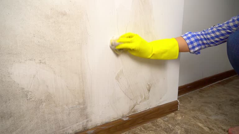Best Mold Prevention Services  in South Sumter, SC