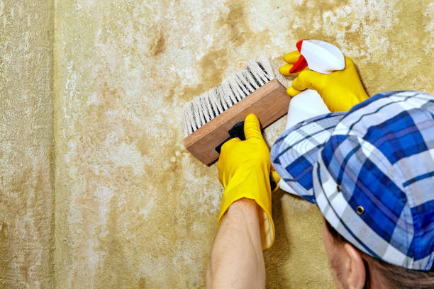 Best Mold-Related Health Consultation  in South Sumter, SC