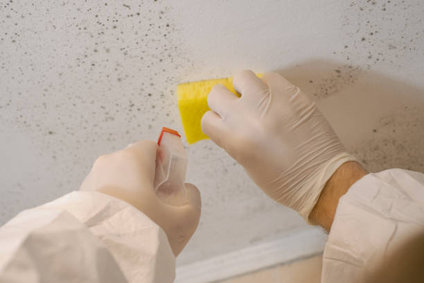 Best HVAC Mold Inspection and Cleaning  in South Sumter, SC