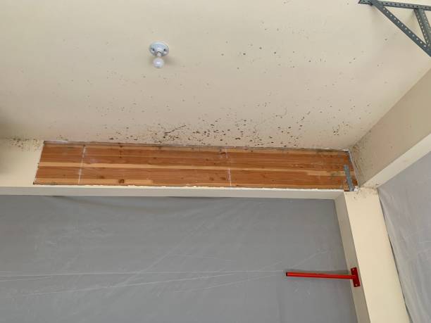 Best Dehumidification Services  in South Sumter, SC